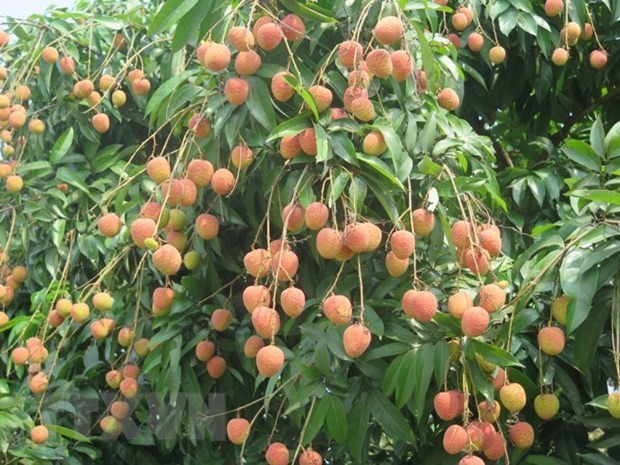 Nine tons of u hong lychee to hit shelves in Australia